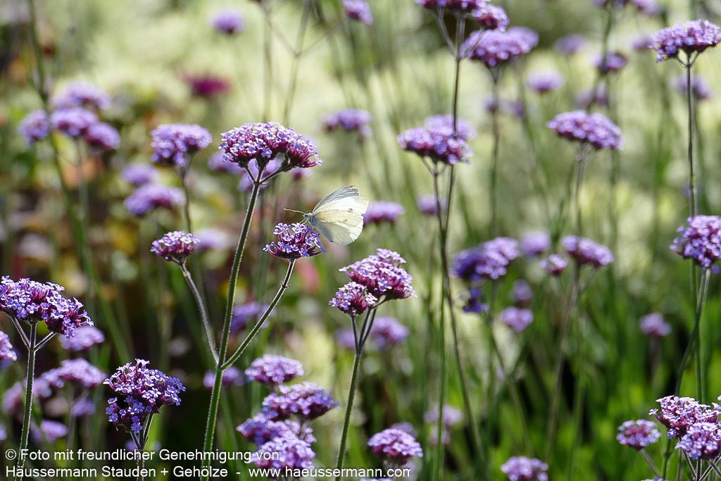 Hohes Eisenkraut (Verbena bonariensis)