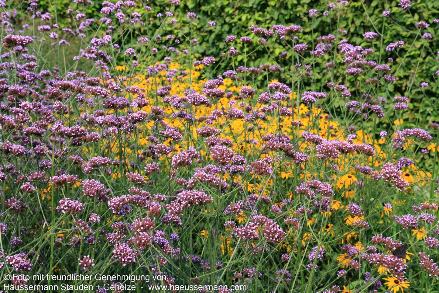 Hohes Eisenkraut (Verbena bonariensis)