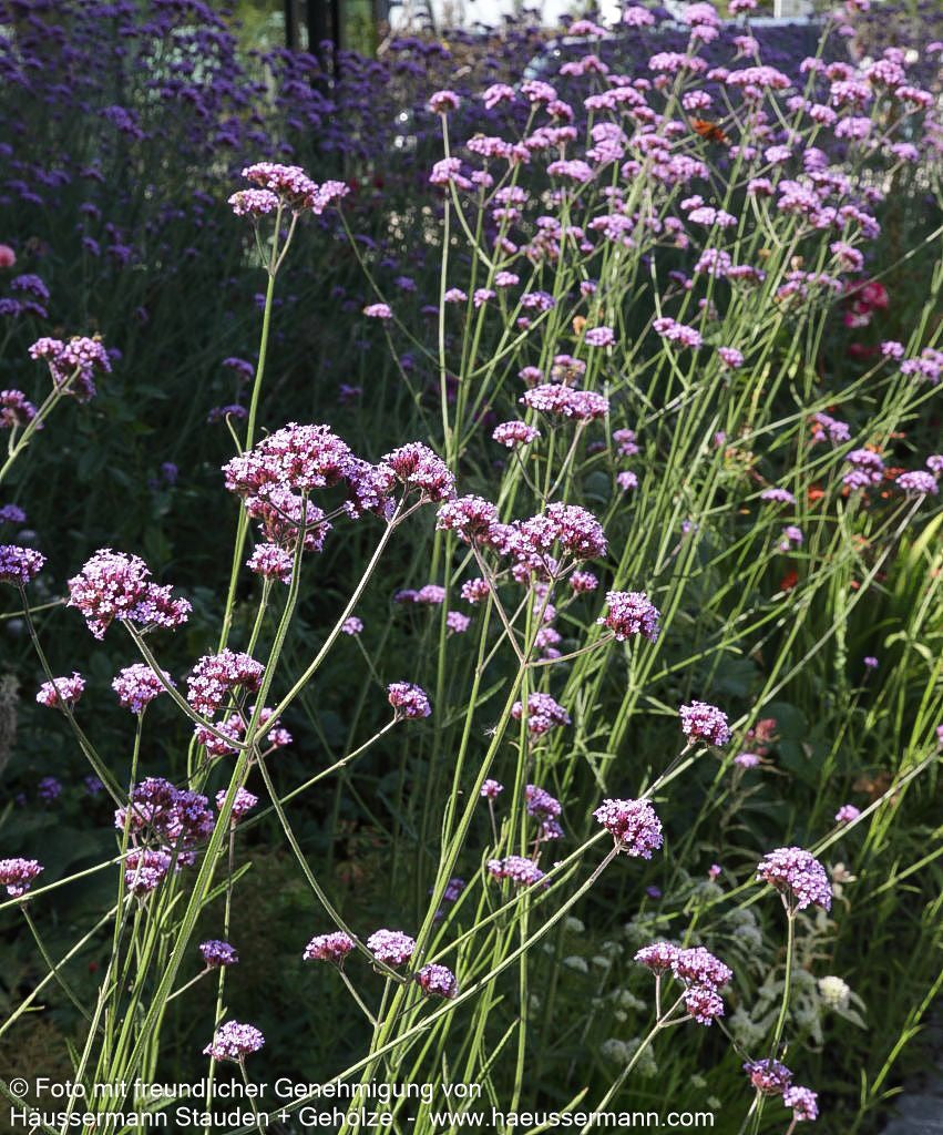Hohes Eisenkraut (Verbena bonariensis)