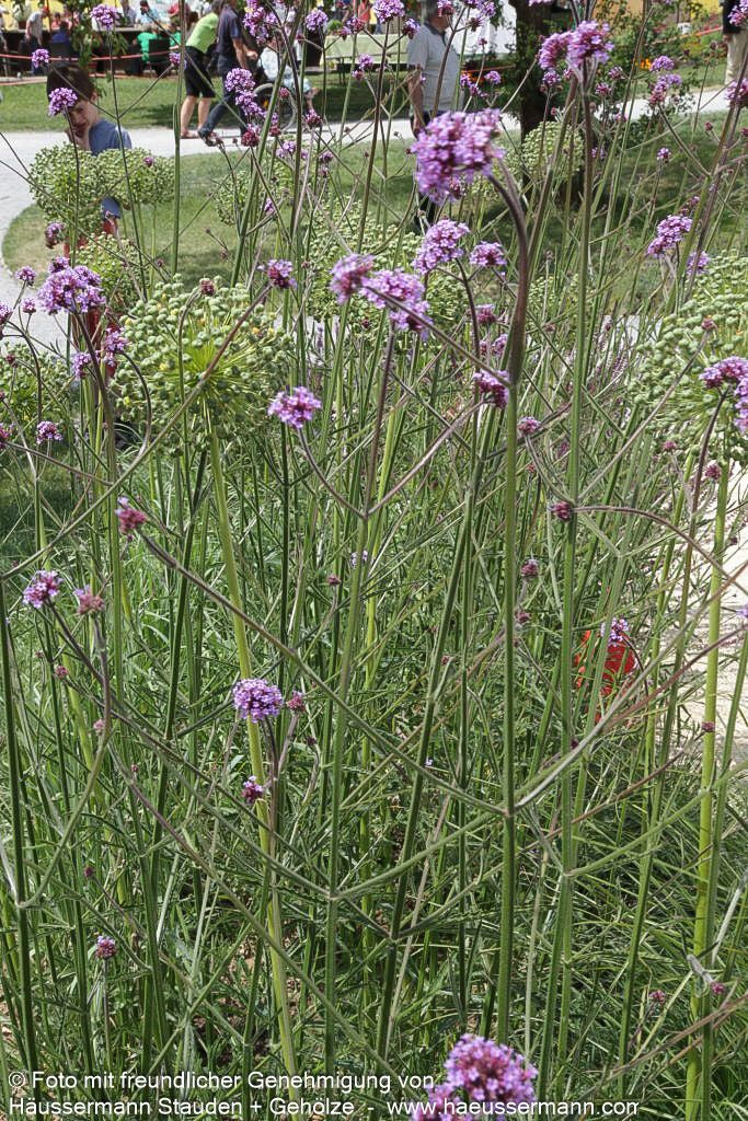 Hohes Eisenkraut (Verbena bonariensis)