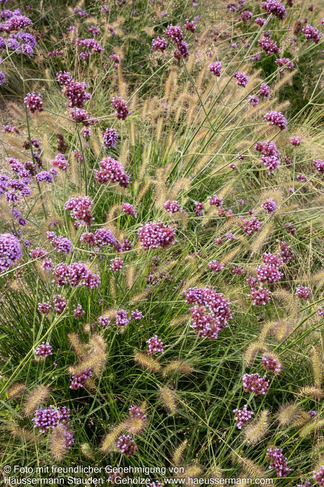 Hohes Eisenkraut (Verbena bonariensis)
