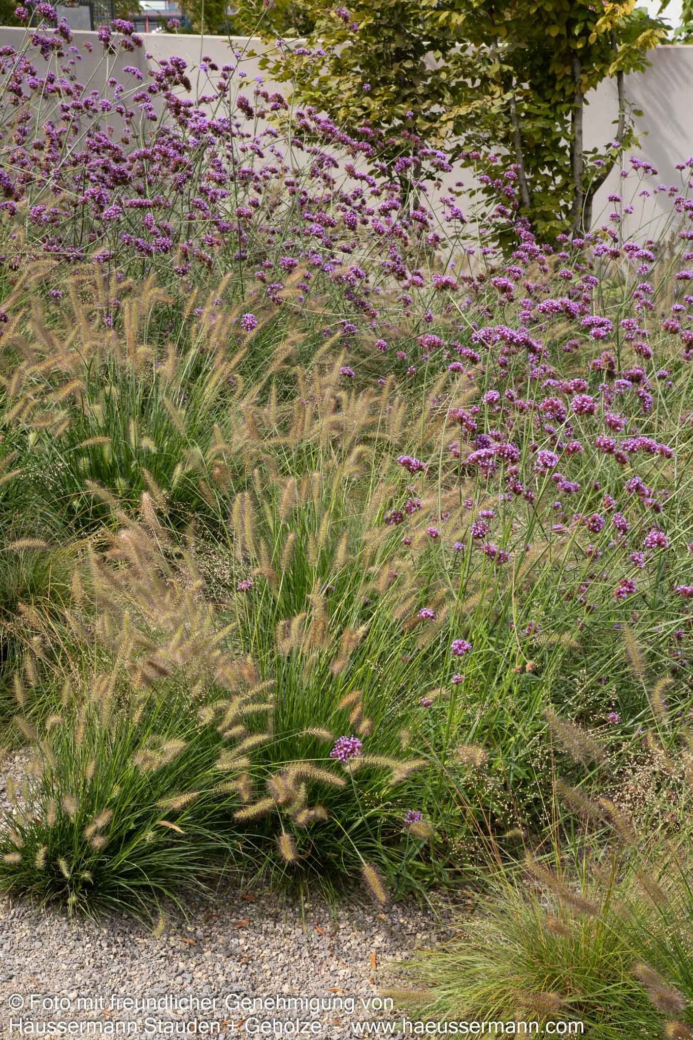 Hohes Eisenkraut (Verbena bonariensis)