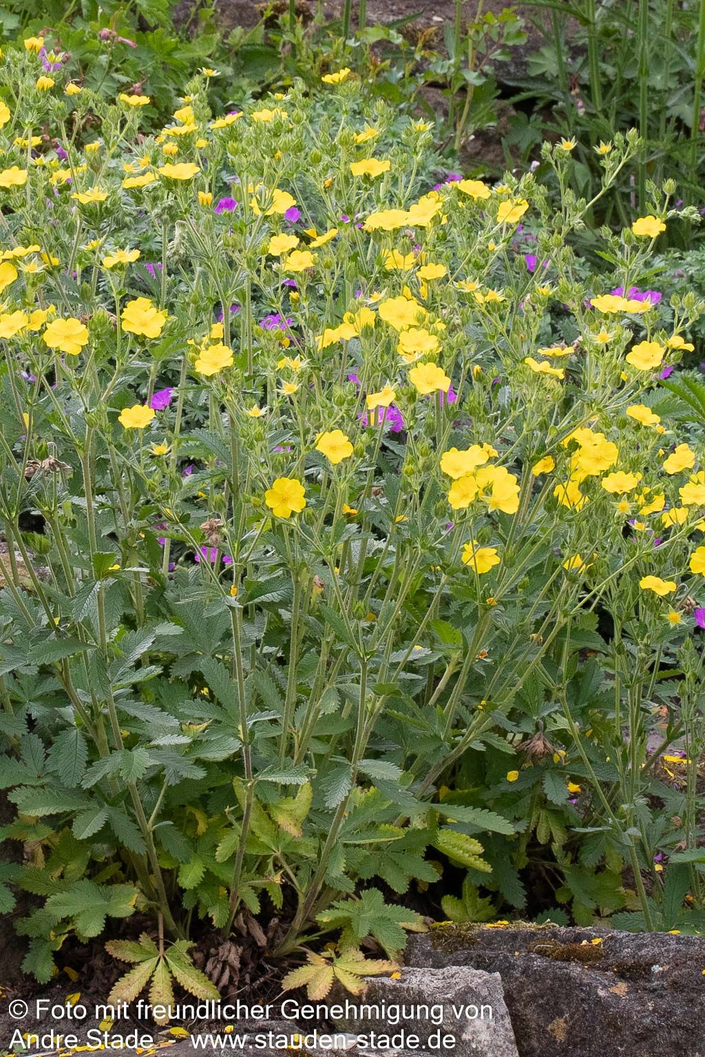 Hohes Fingerkraut (Potentilla recta)