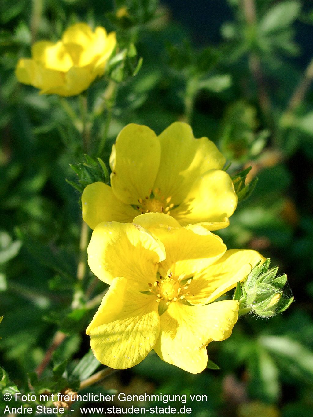 Hohes Fingerkraut (Potentilla recta)