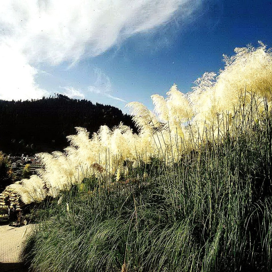 Hohes Pampasgras 'Sunningdale Silver' (Cortaderia selloana)