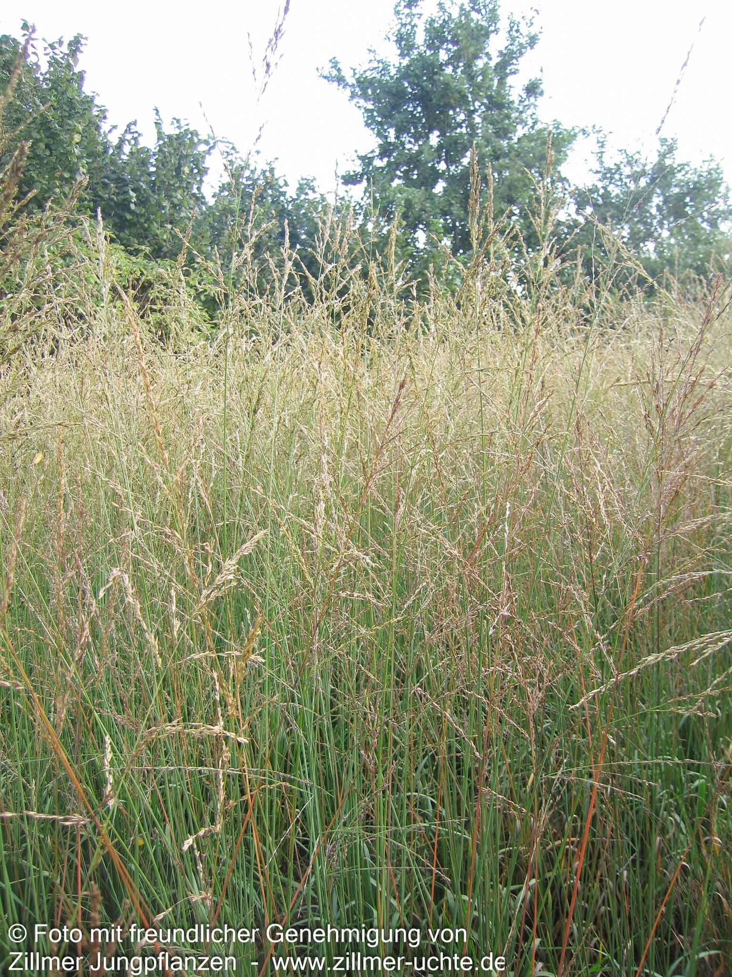Hohes Pfeifengras 'Skyracer' (Molinia arundinacea)