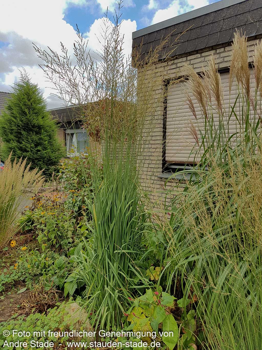 Hohes Pfeifengras 'Skyracer' (Molinia arundinacea)