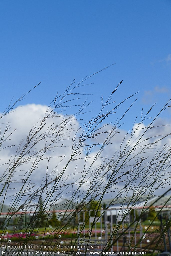 Hohes Pfeifengras 'Skyracer' (Molinia arundinacea)