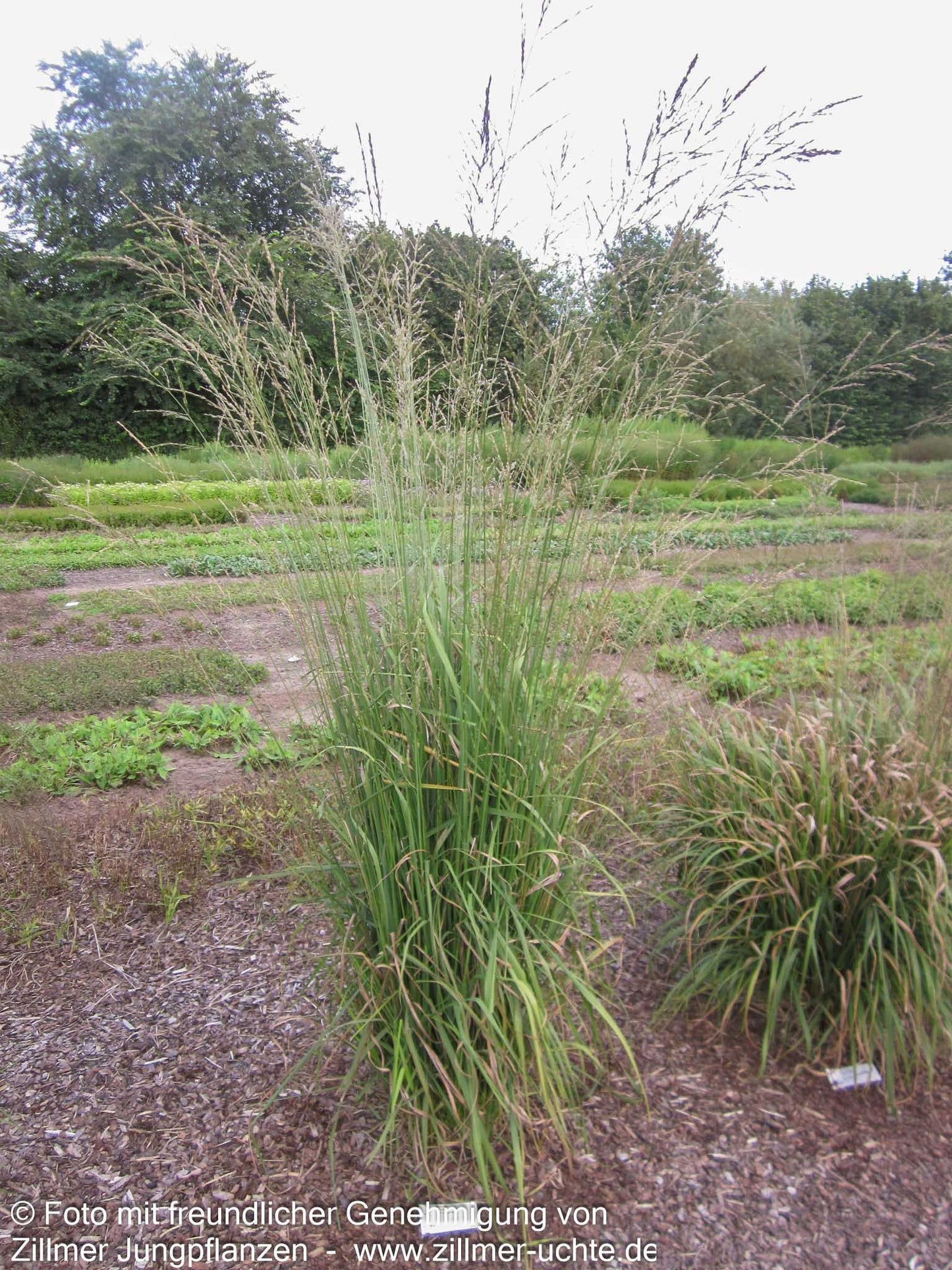Hohes Pfeifengras 'Windspiel' (Molinia arundinacea)