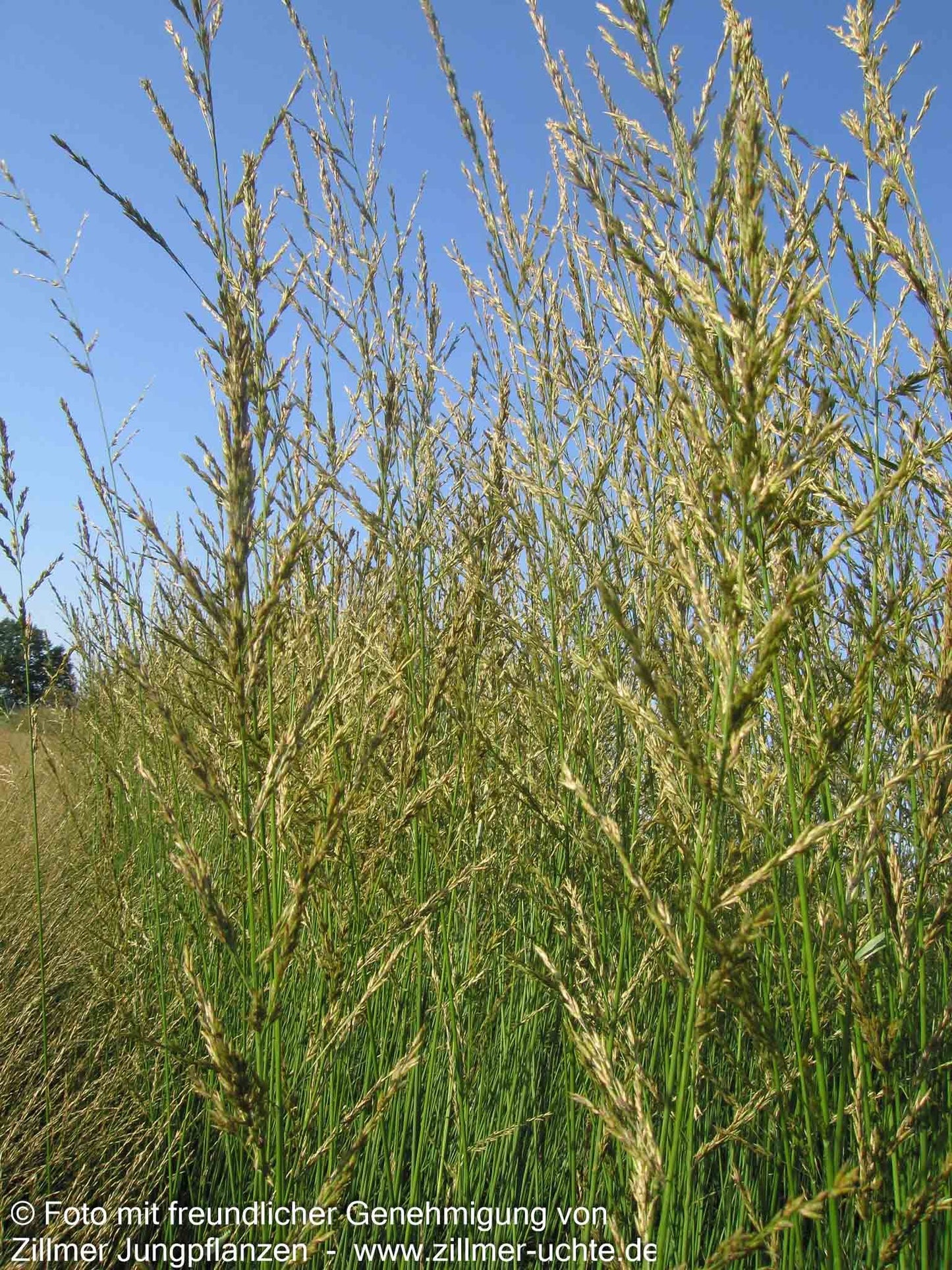 Hohes Pfeifengras 'Windspiel' (Molinia arundinacea)