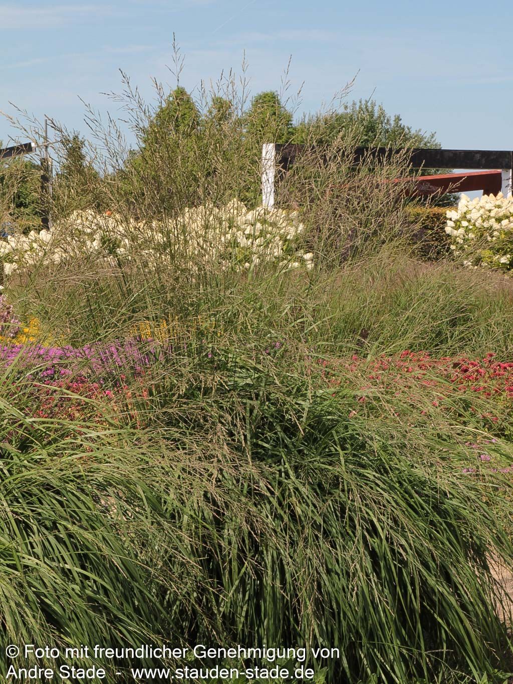 Hohes Pfeifengras 'Windspiel' (Molinia arundinacea)