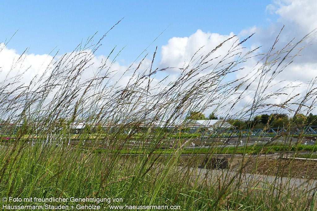 Hohes Pfeifengras 'Windspiel' (Molinia arundinacea)
