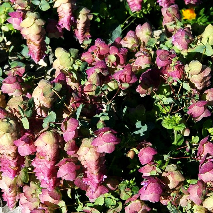 Hopfen-Dost 'Kent Beauty' (Origanum rotundifolium)