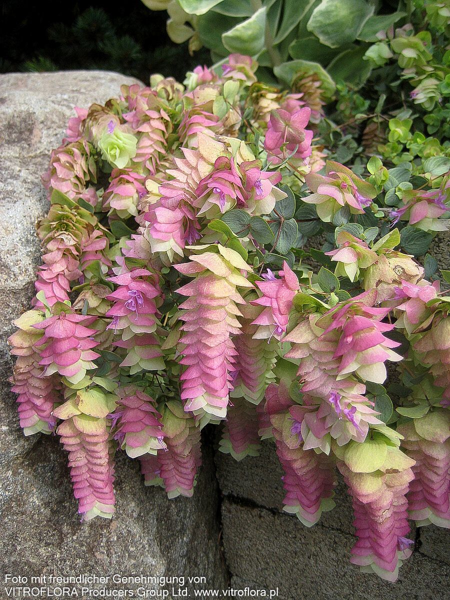 Hopfen-Dost 'Kent Beauty' (Origanum rotundifolium)