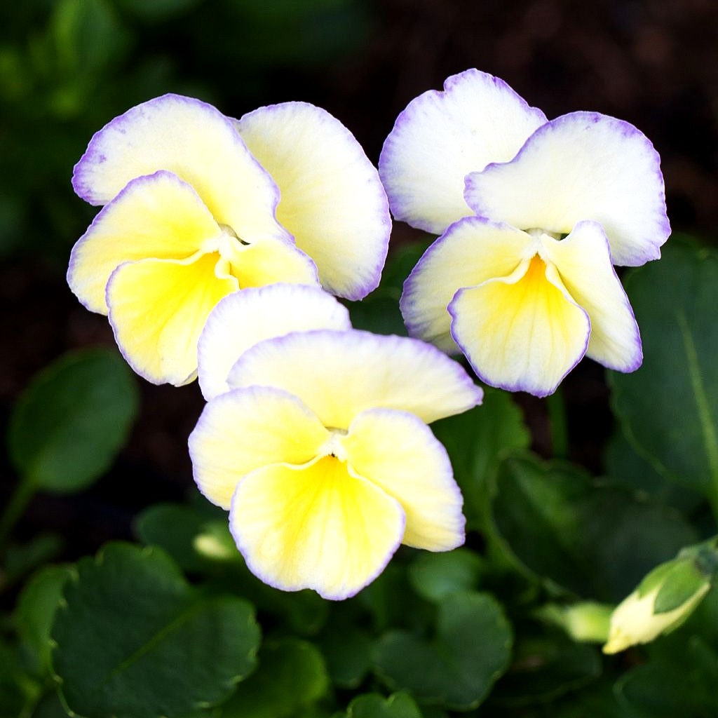 Horn-Veilchen 'Etain' (Viola cornuta)