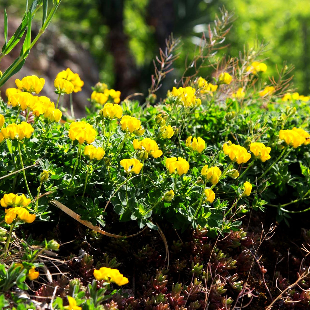 Hornklee (Lotus corniculatus)