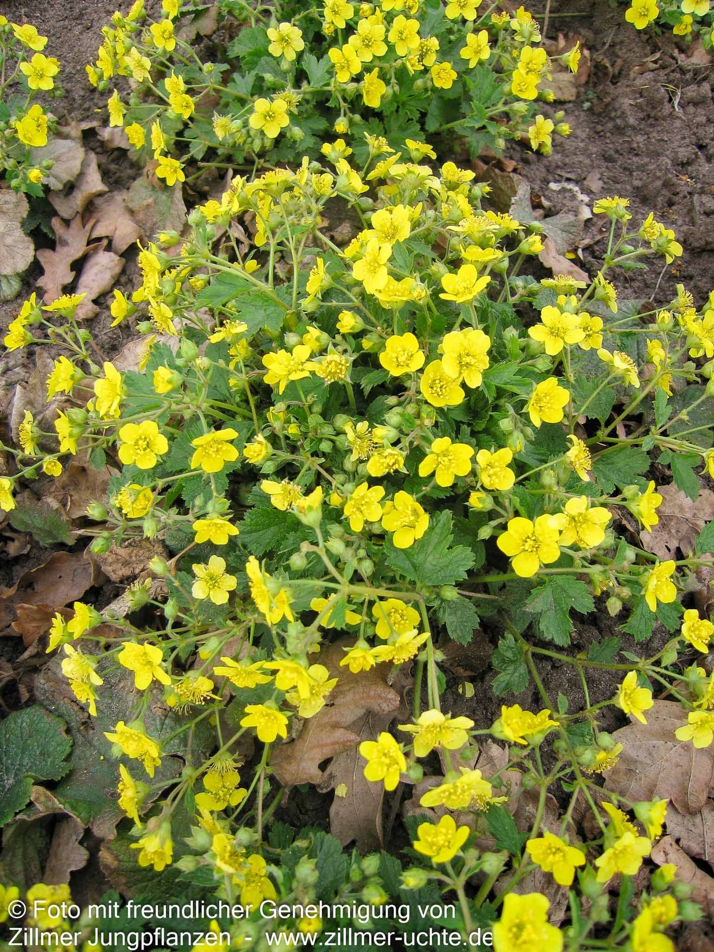 Horstige Golderdbeere (Waldsteinia geoides)