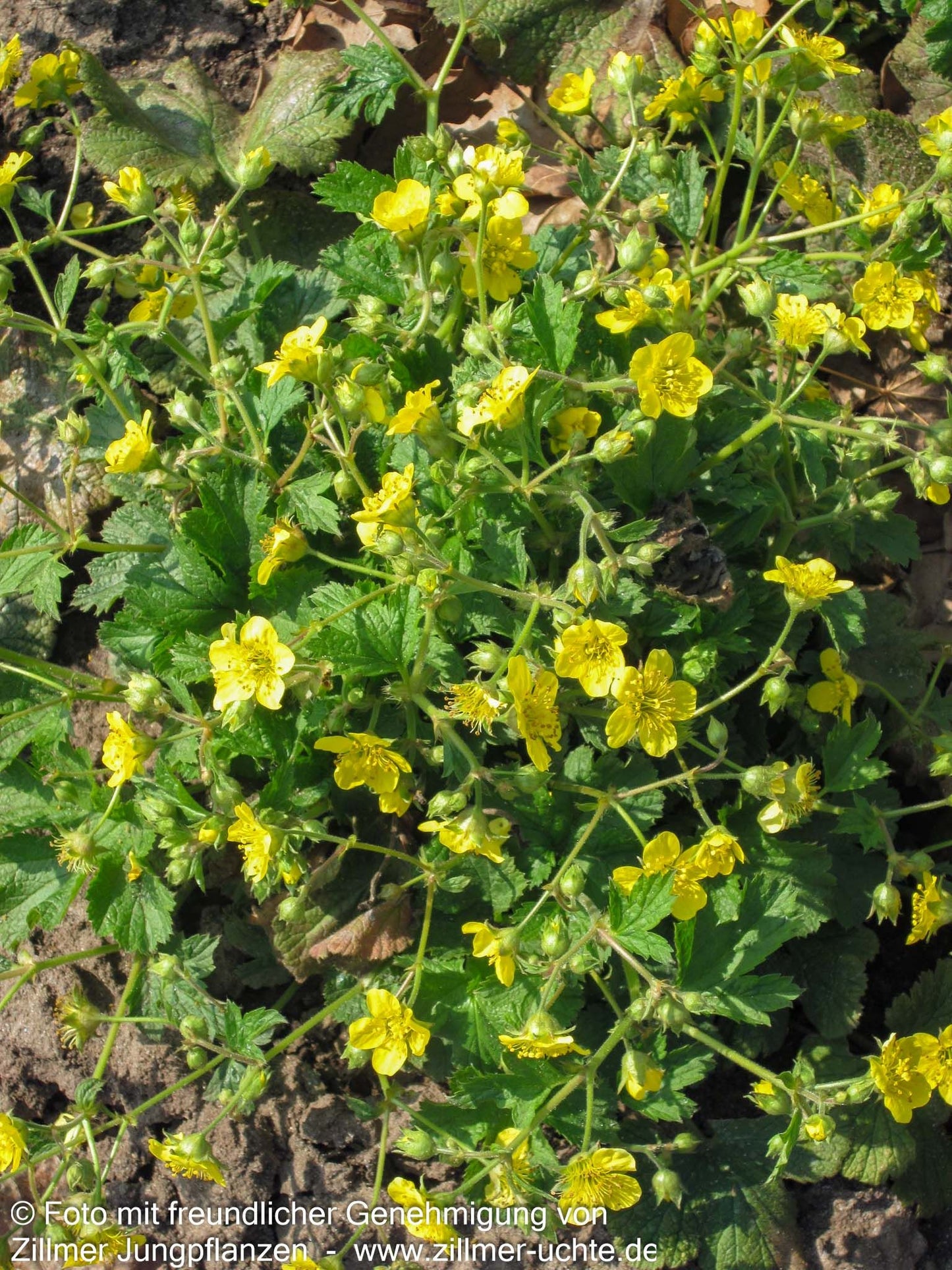 Horstige Golderdbeere (Waldsteinia geoides)