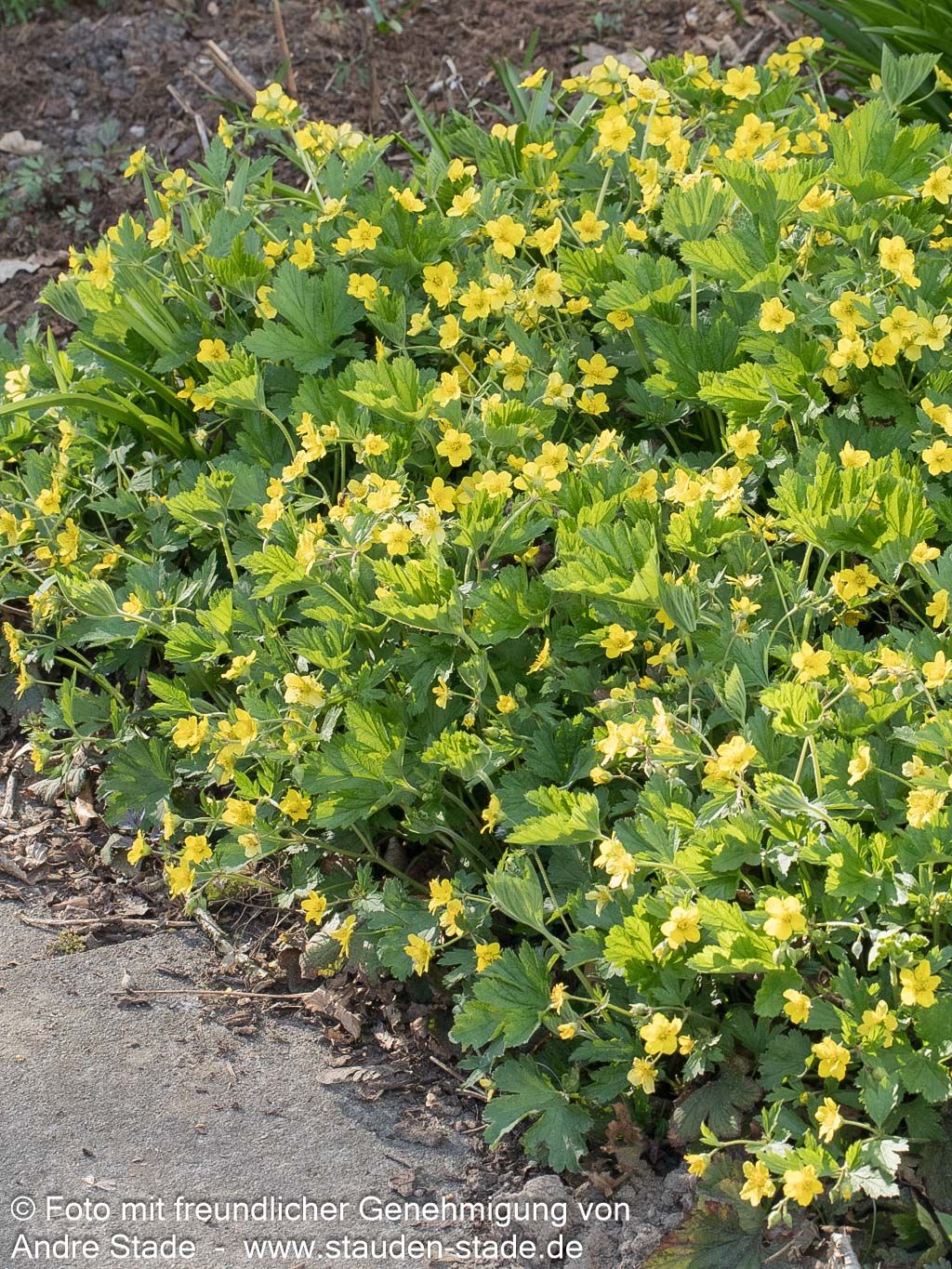 Horstige Golderdbeere (Waldsteinia geoides)