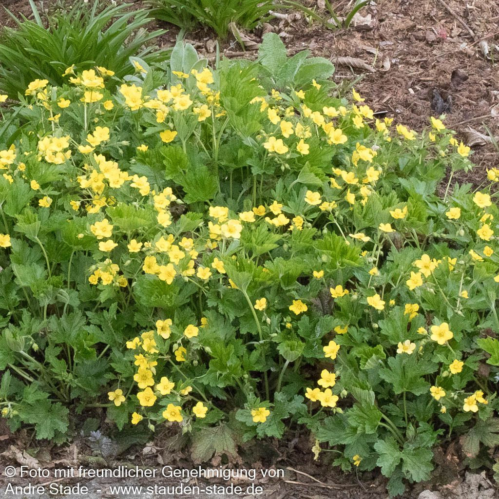 Horstige Golderdbeere (Waldsteinia geoides)
