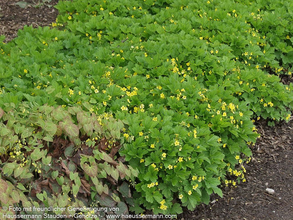 Horstige Golderdbeere (Waldsteinia geoides)