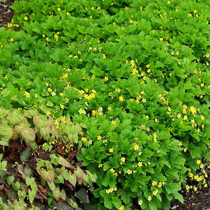 Horstige Golderdbeere (Waldsteinia geoides)