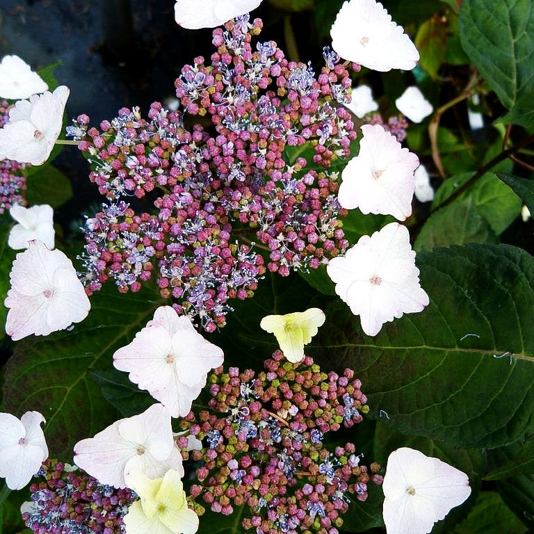 Hortensie (Hydrangea serrata acuminata)