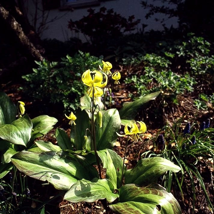 Hundszahn 'Pagode' (Erythronium tuolumnense)