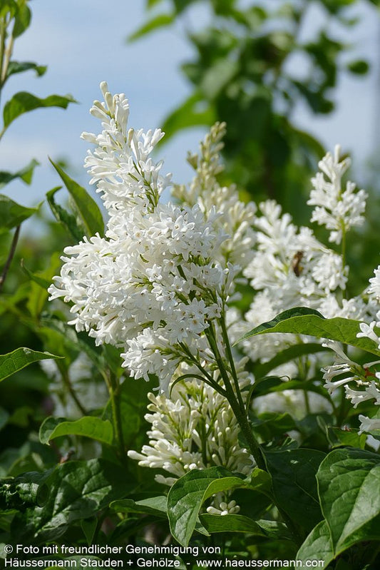 Hybrid-Bogen-Flieder 'Agnes Smith' (Syringa x josiflexa)