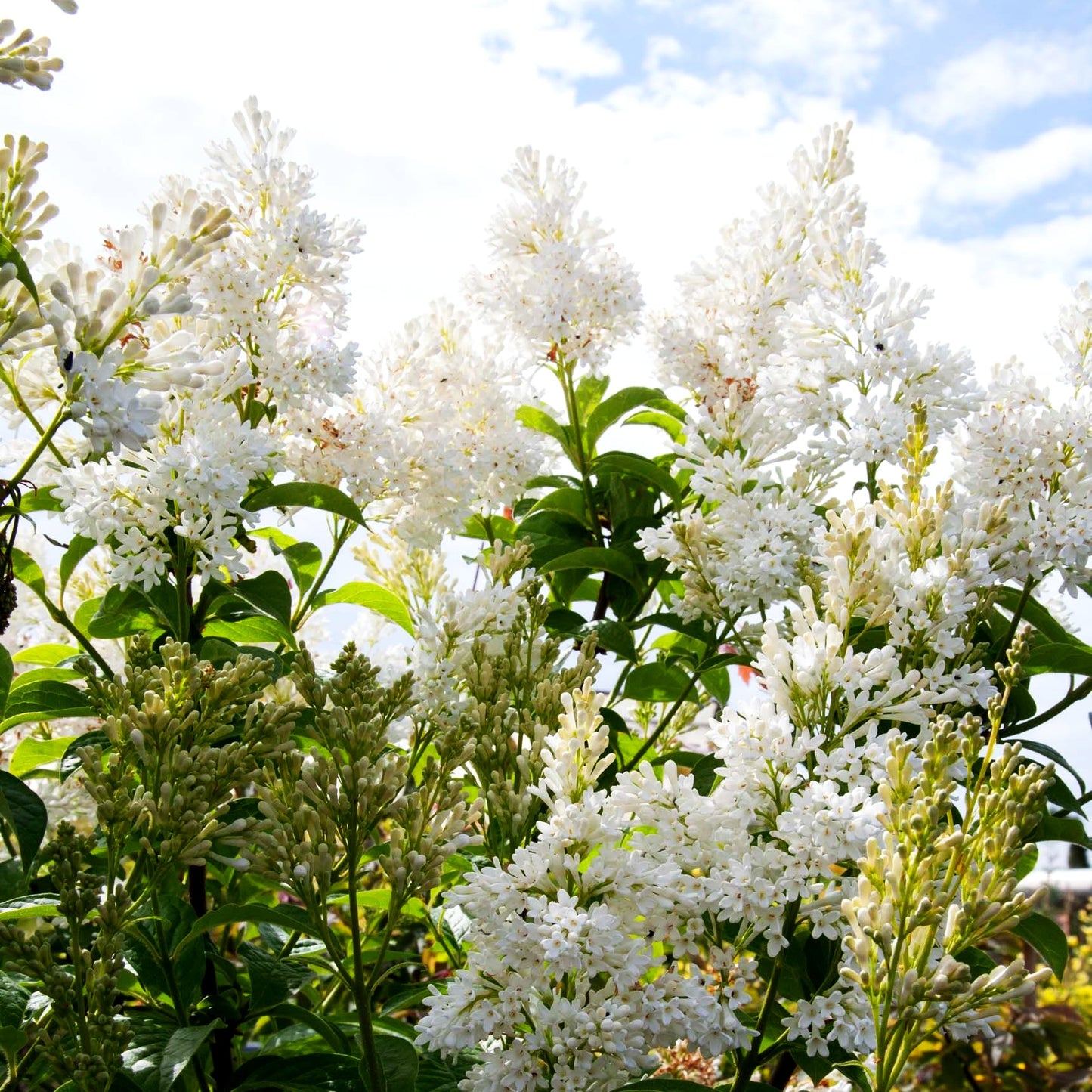 Hybrid-Bogen-Flieder 'Agnes Smith' (Syringa x josiflexa)