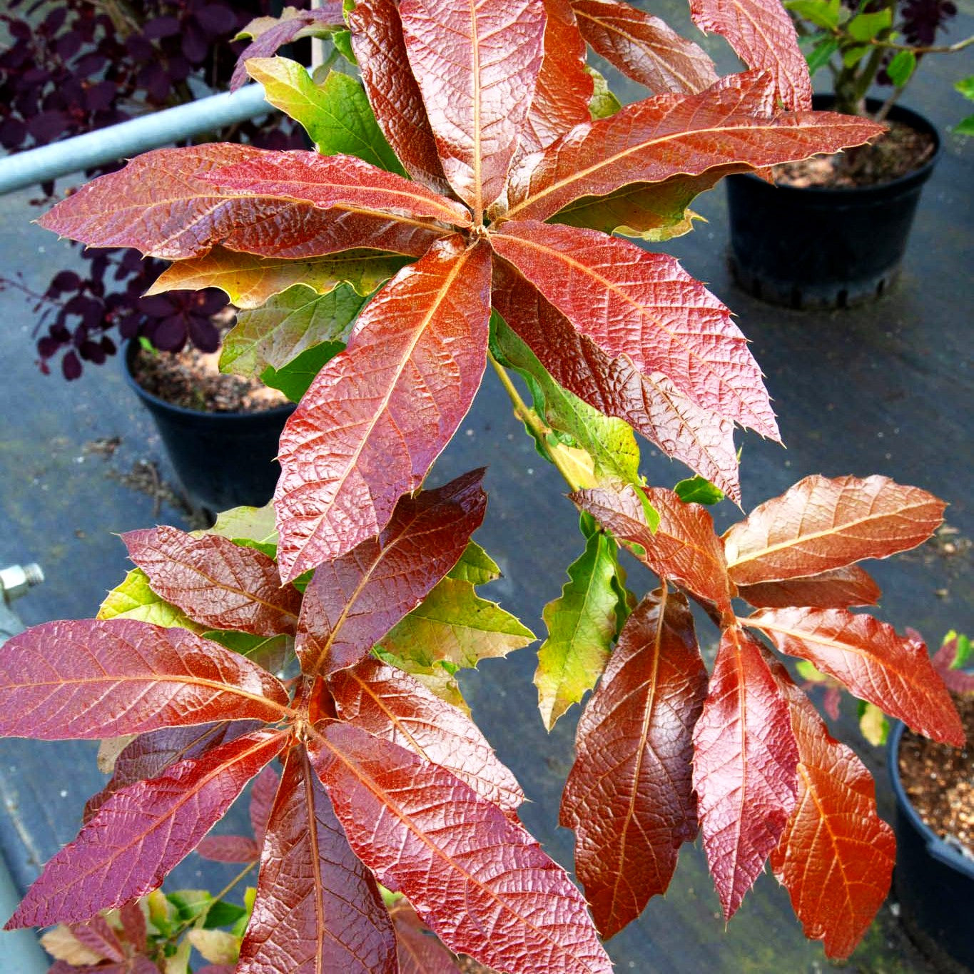 Immergrüne Eiche, Wollmispel-Eiche 'Maya' (Quercus rhysophylla)