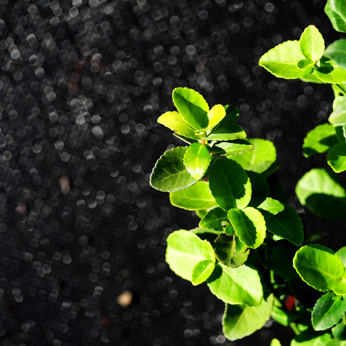 Immergrüne Kriechspindel (Euonymus fortunei radicans)