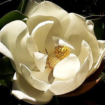 Immergrüne Magnolie 'Galissonniere' (Magnolia grandiflora)