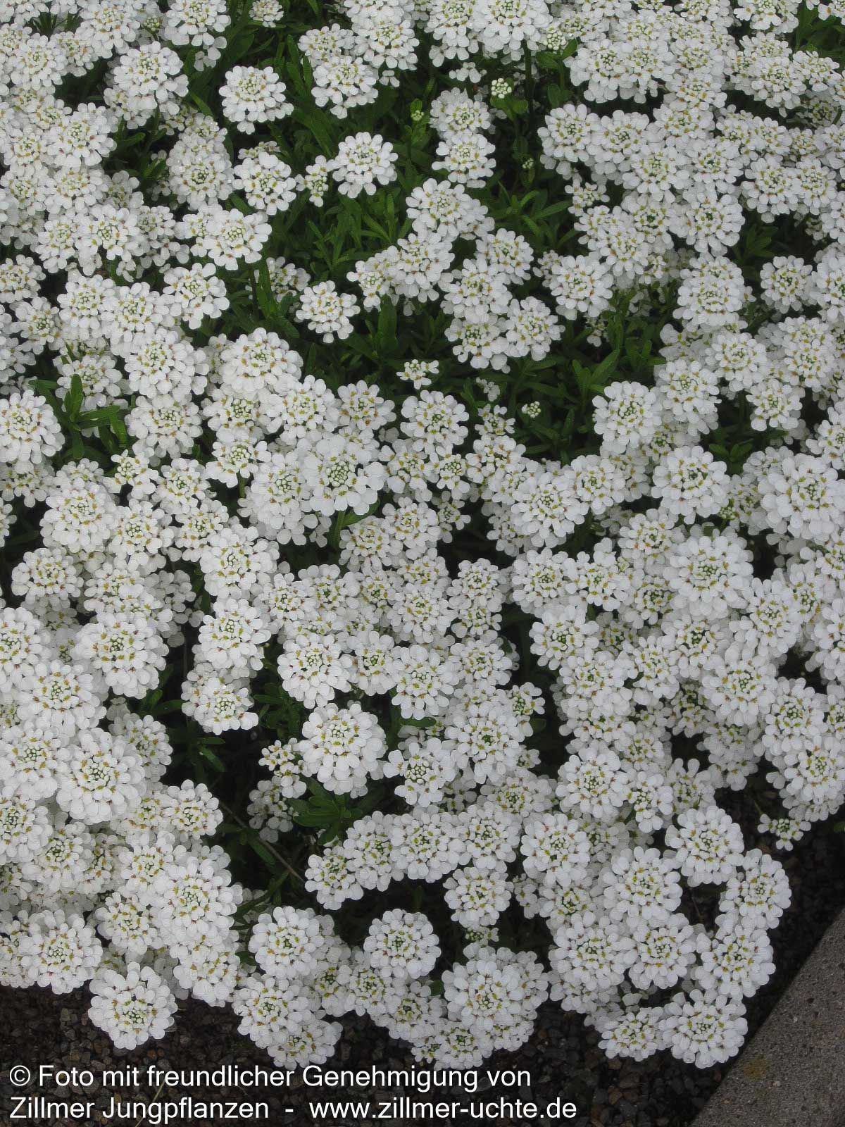 Immergrüne Schleifenblume 'Alexander's White' (Iberis sempervirens)