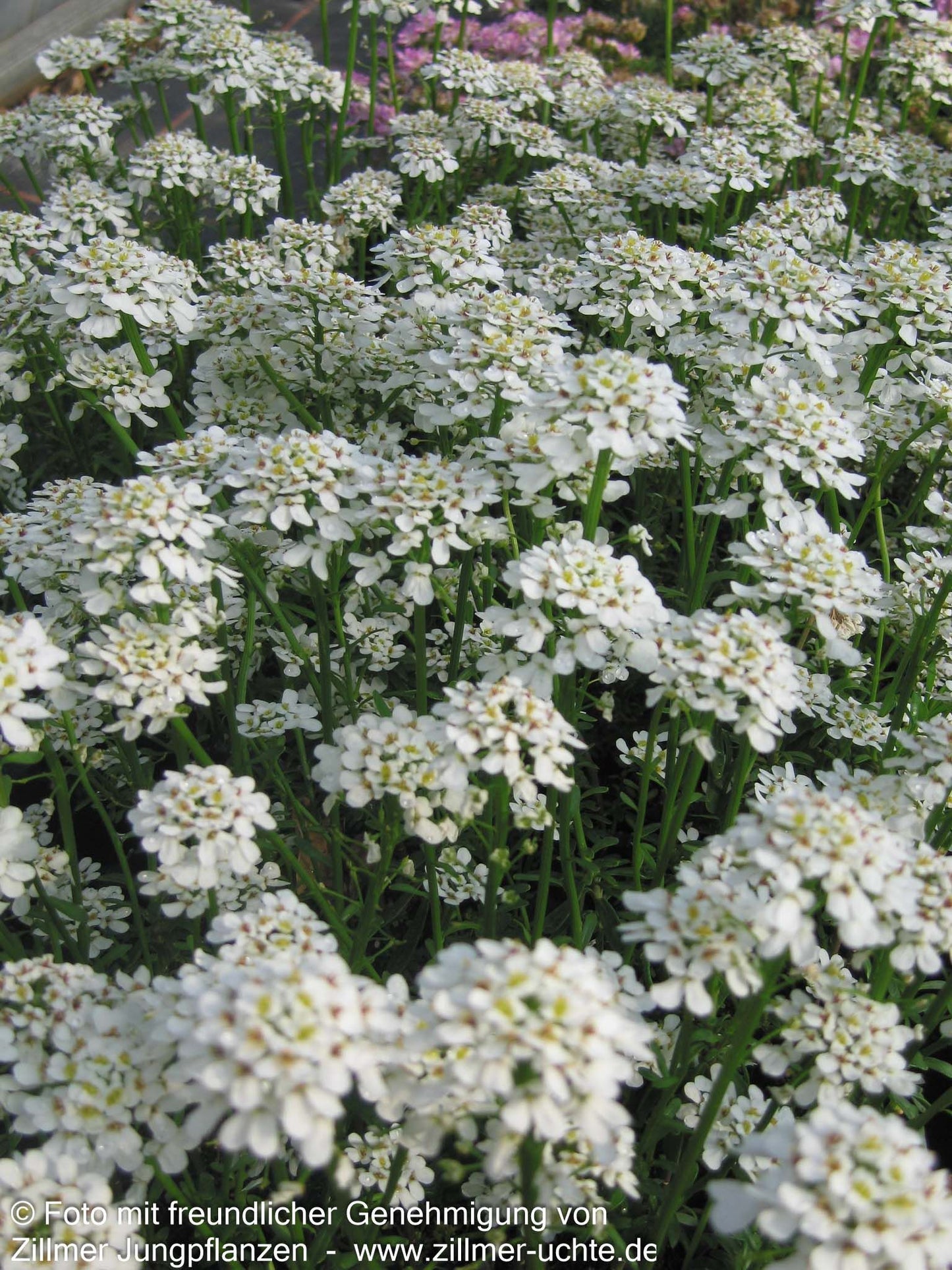 Immergrüne Schleifenblume 'Alexander's White' (Iberis sempervirens)