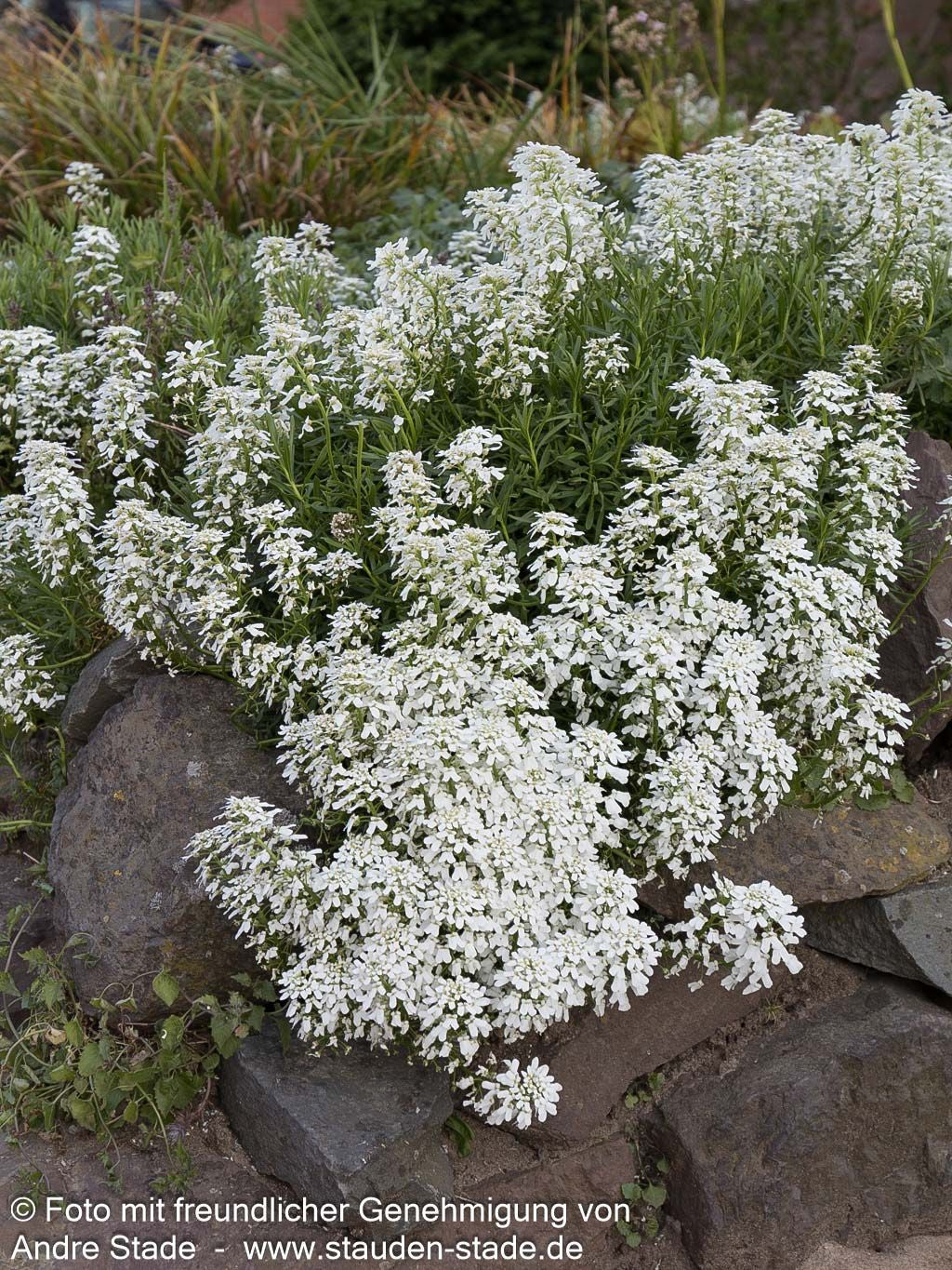 Immergrüne Schleifenblume 'Alexander's White' (Iberis sempervirens)