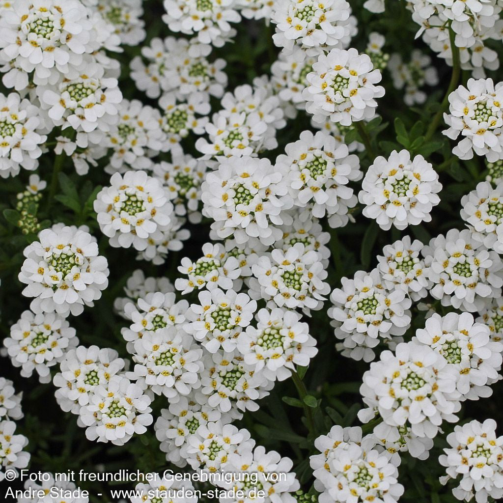 Immergrüne Schleifenblume 'Alexander's White' (Iberis sempervirens)