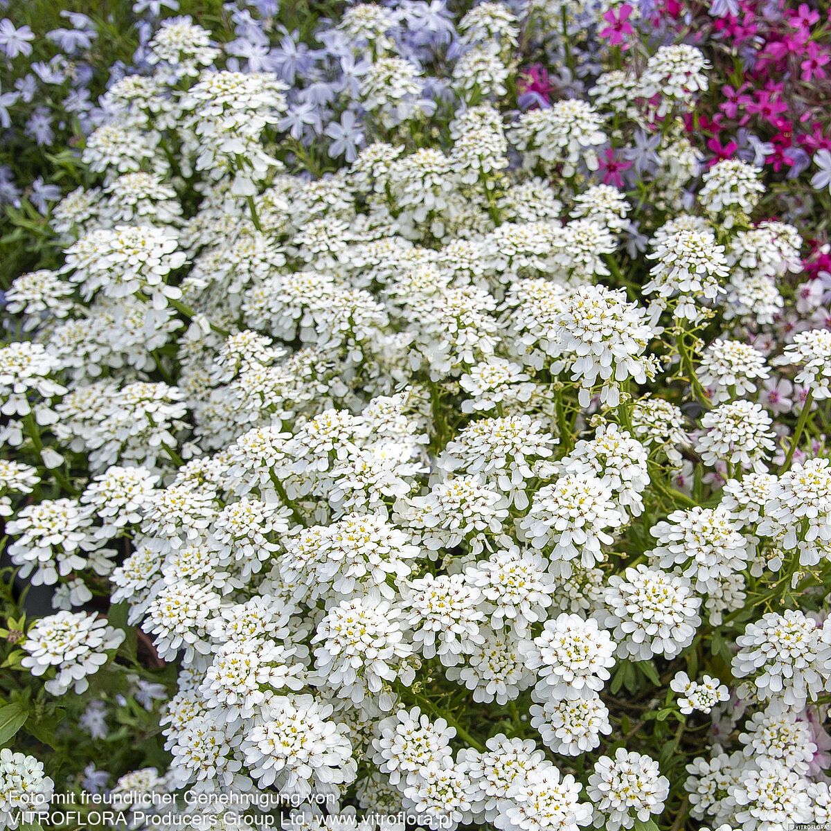 Immergrüne Schleifenblume 'Alexander's White' (Iberis sempervirens)