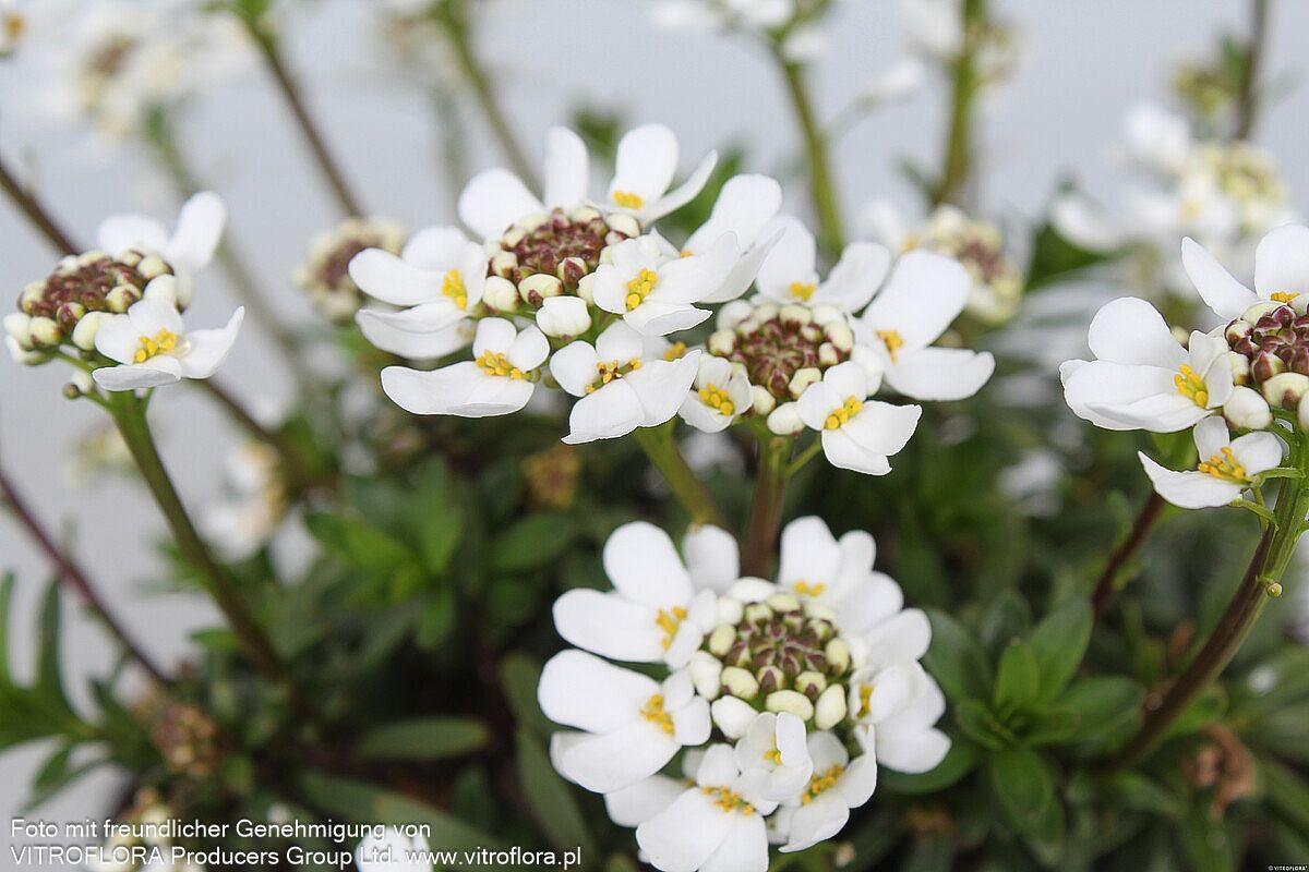 Immergrüne Schleifenblume 'Appen-Etz' (Iberis sempervirens)