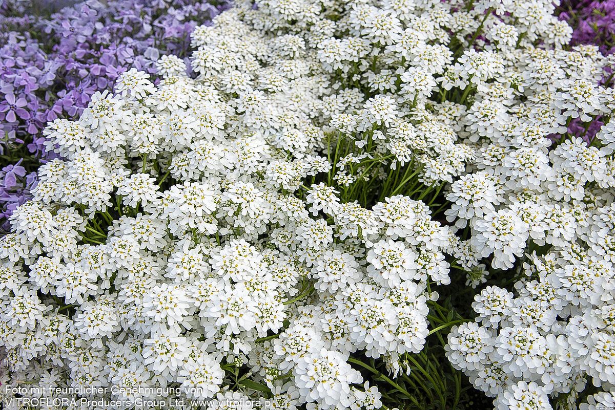 Immergrüne Schleifenblume 'Appen-Etz' (Iberis sempervirens)