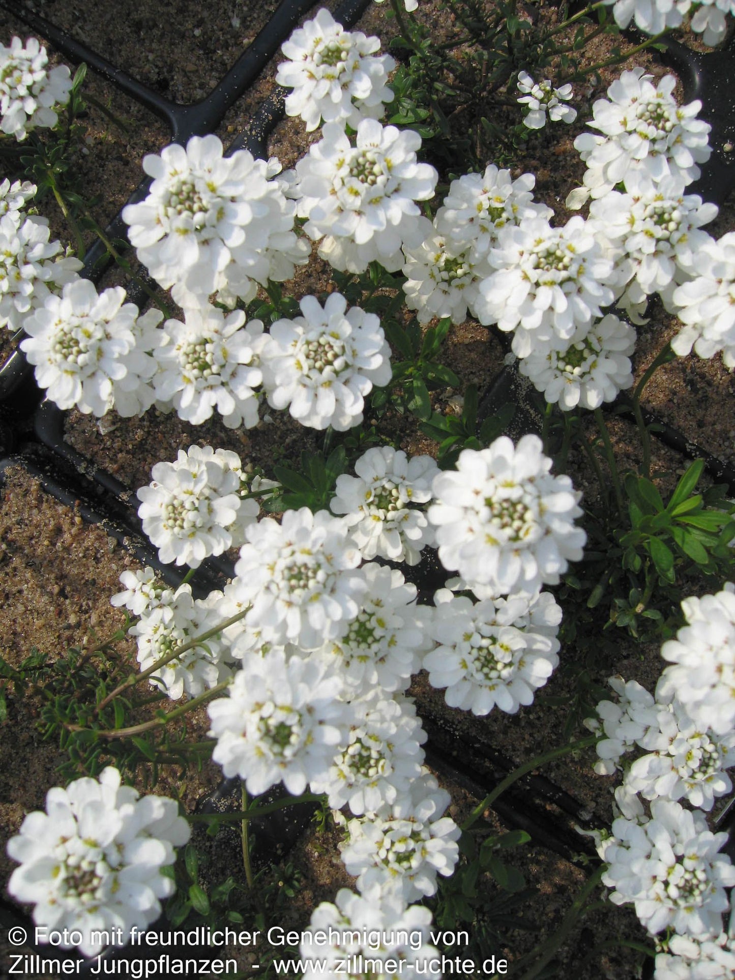 Immergrüne Schleifenblume 'Appen-Etz' (Iberis sempervirens)