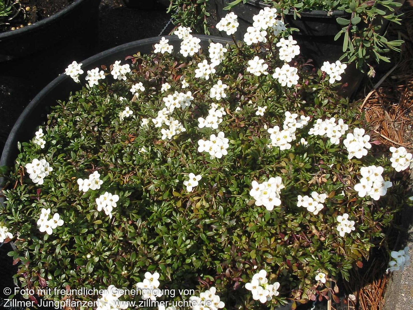 Immergrüne Schleifenblume 'Appen-Etz' (Iberis sempervirens)