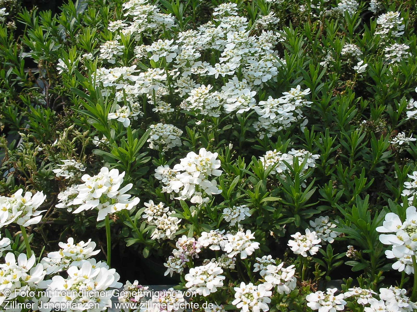 Immergrüne Schleifenblume 'Appen-Etz' (Iberis sempervirens)