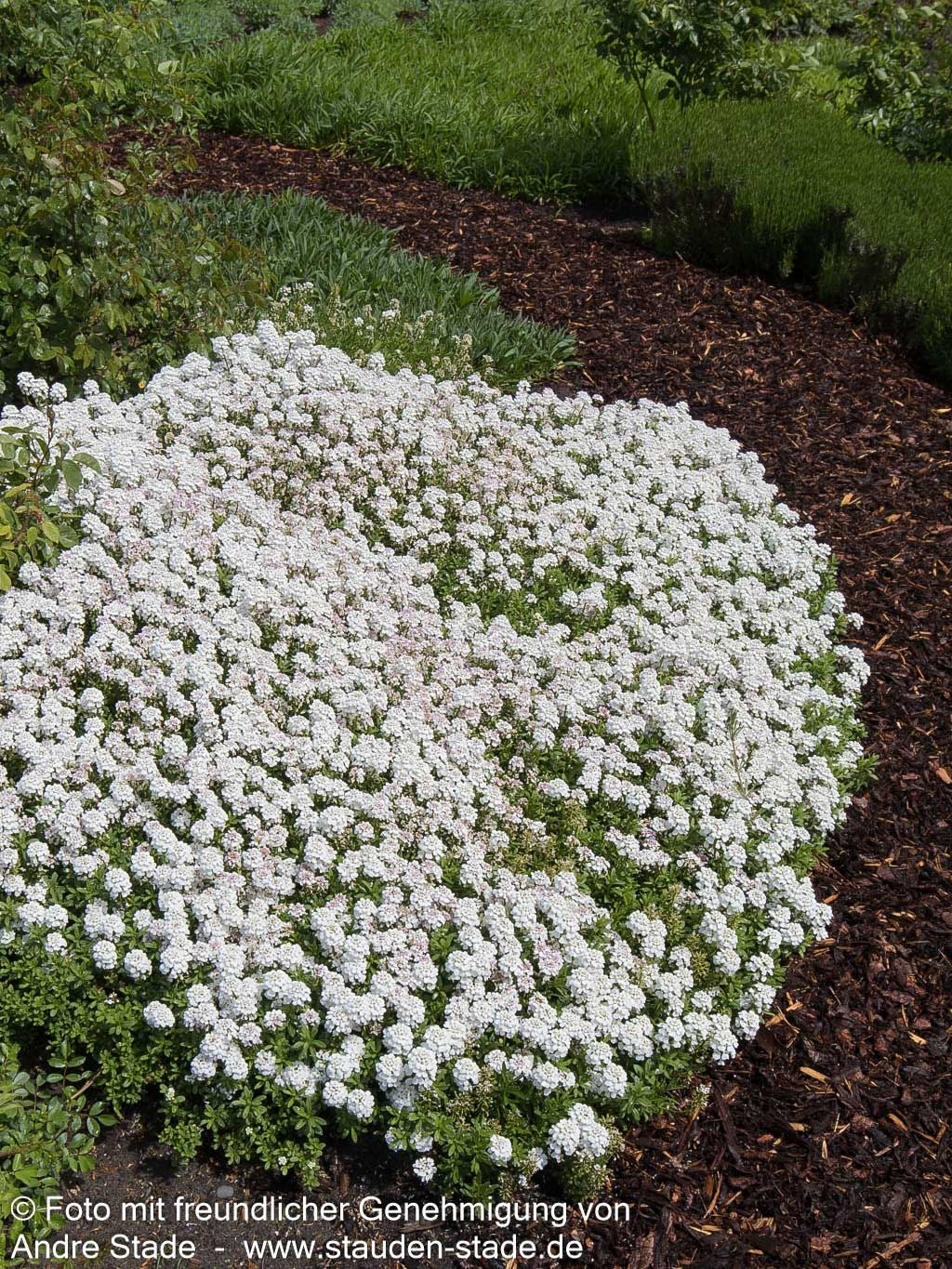 Immergrüne Schleifenblume 'Appen-Etz' (Iberis sempervirens)