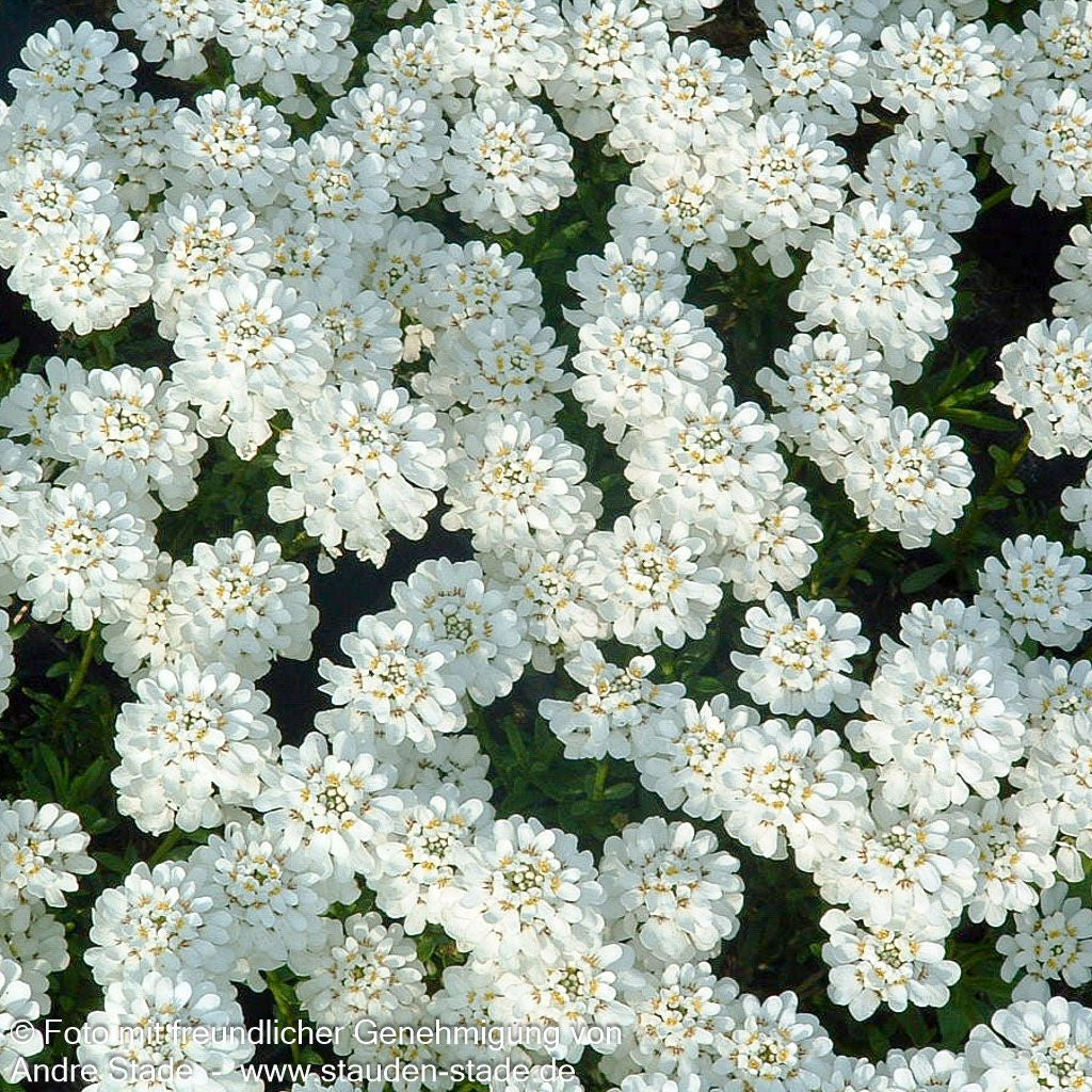 Immergrüne Schleifenblume 'Appen-Etz' (Iberis sempervirens)