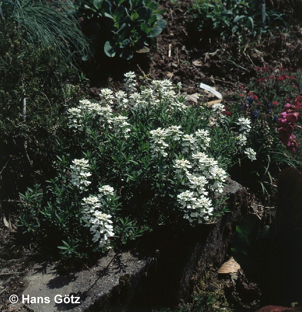 Immergrüne Schleifenblume 'Appen-Etz' (Iberis sempervirens)