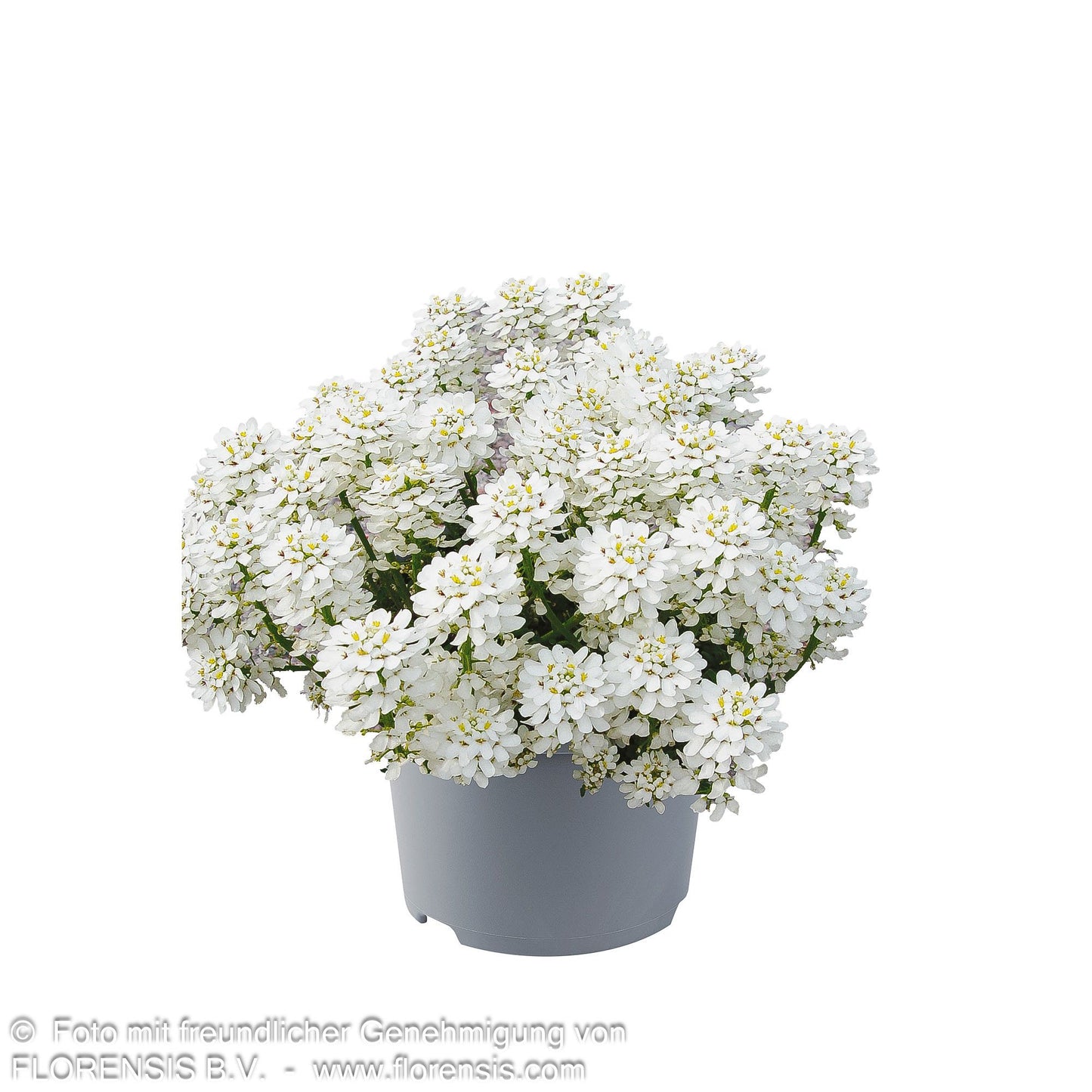 Immergrüne Schleifenblume 'Appen-Etz' (Iberis sempervirens)