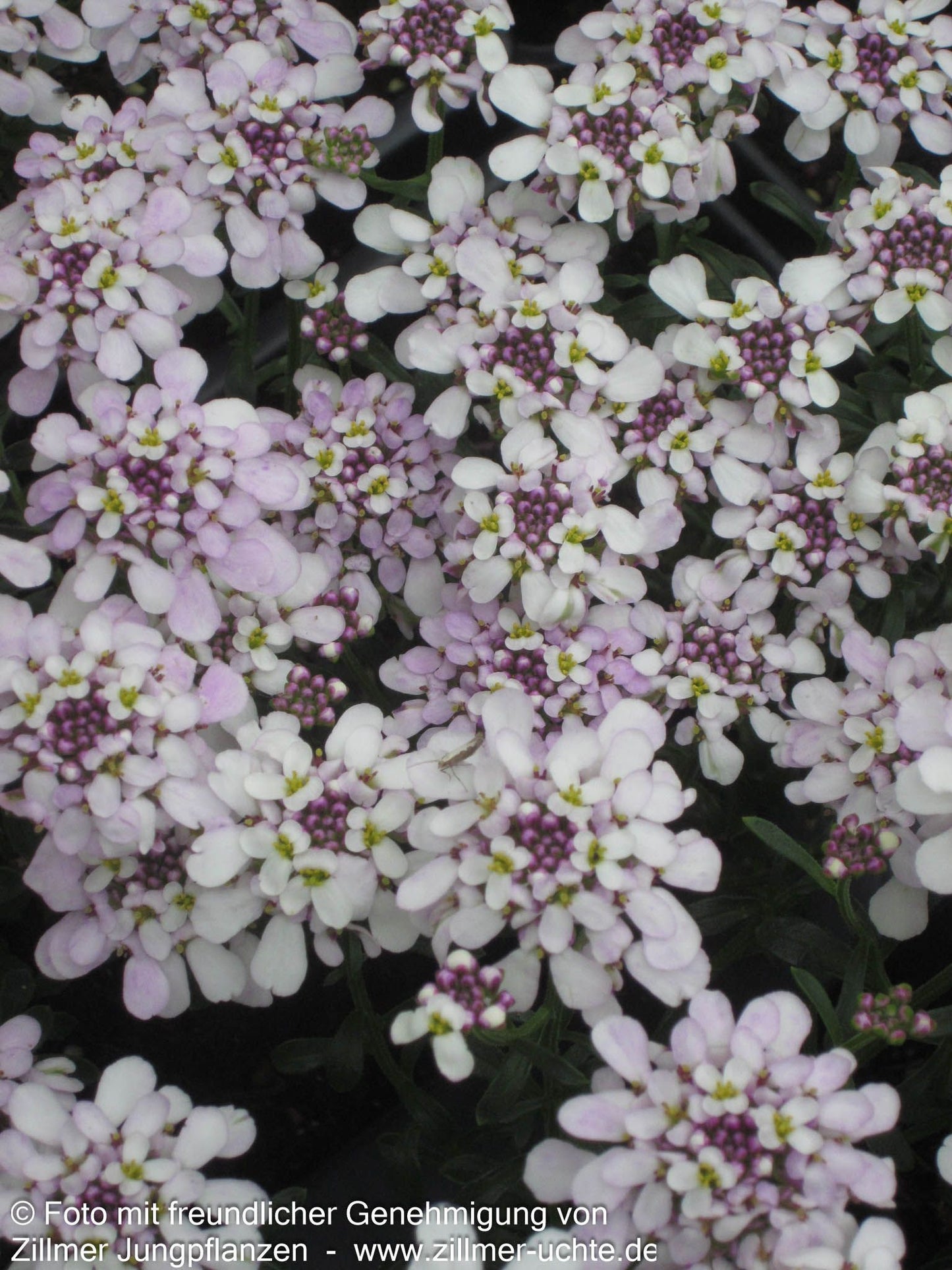 Immergrüne Schleifenblume 'Pink Ice' (Iberis sempervirens)