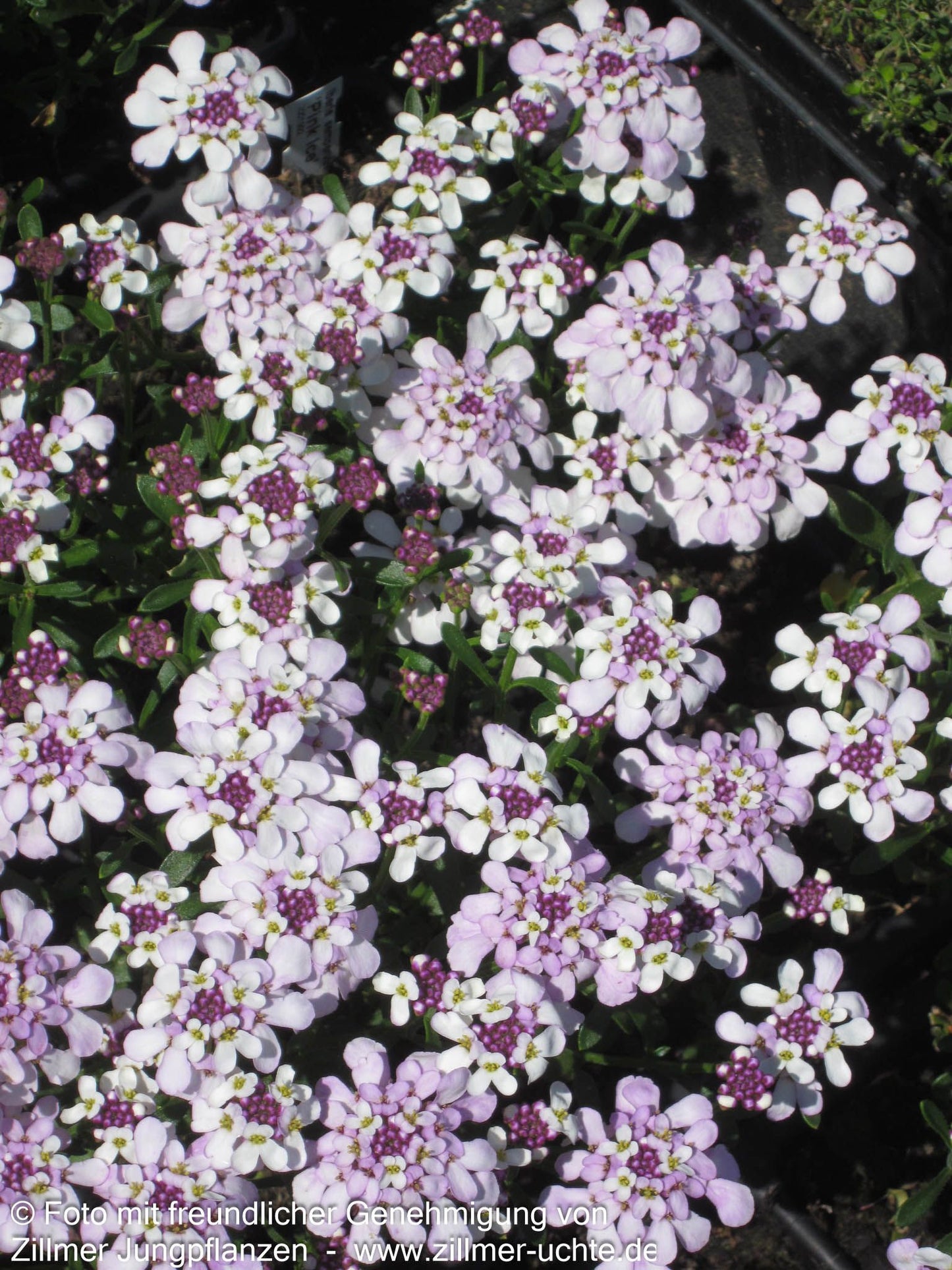 Immergrüne Schleifenblume 'Pink Ice' (Iberis sempervirens)