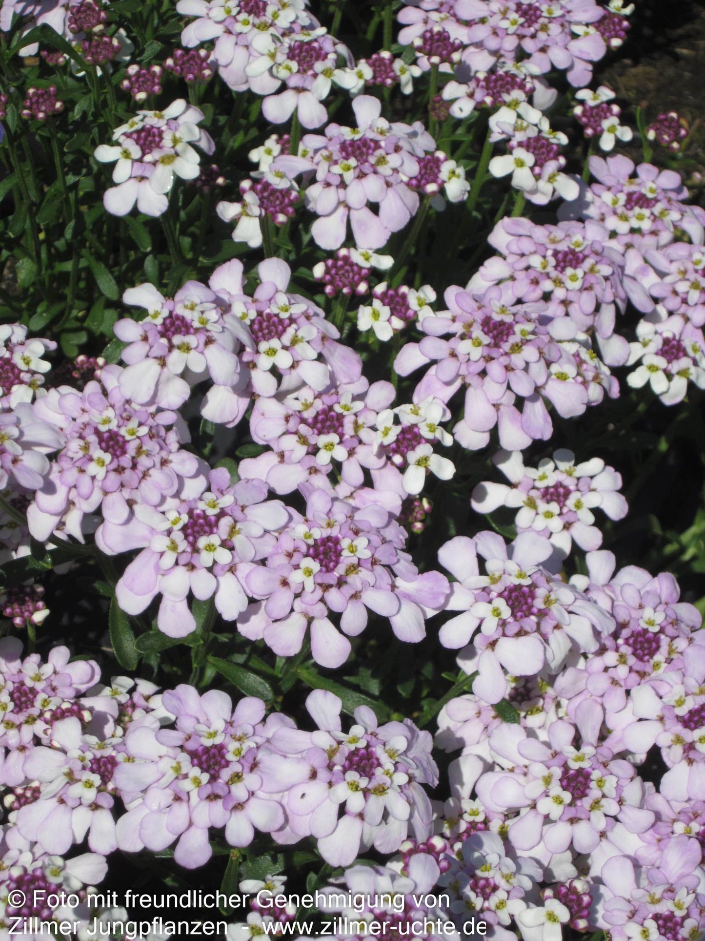 Immergrüne Schleifenblume 'Pink Ice' (Iberis sempervirens)